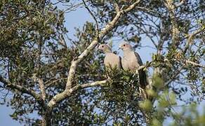 Green Imperial Pigeon