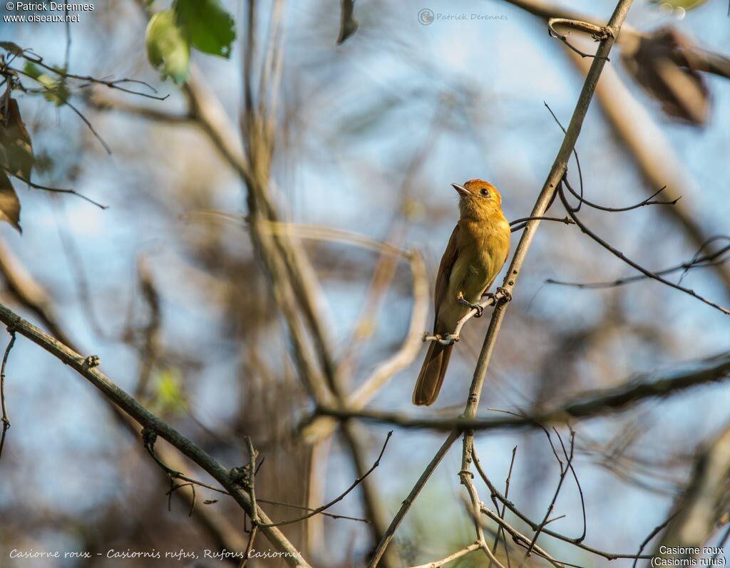 Rufous Casiornis, identification, habitat