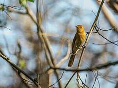 Rufous Casiornis