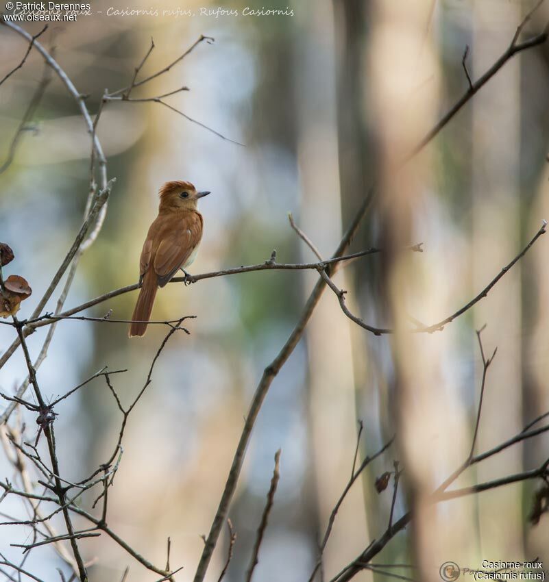 Casiorne roux, identification, habitat