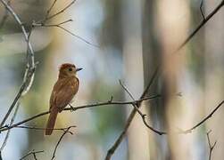 Rufous Casiornis