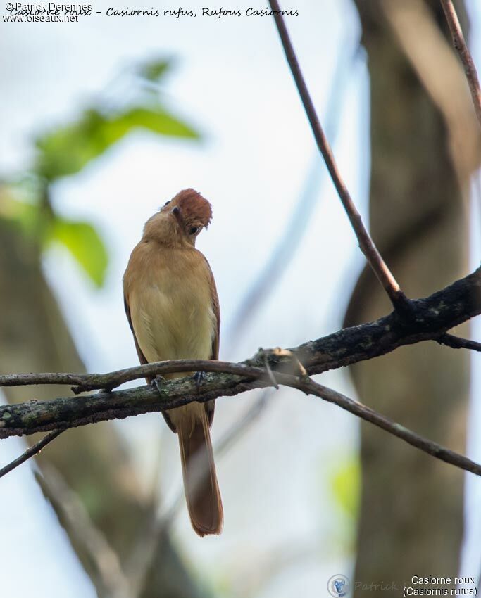 Rufous Casiornis, identification, habitat