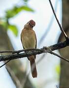 Rufous Casiornis