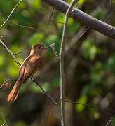 Rufous Casiornis