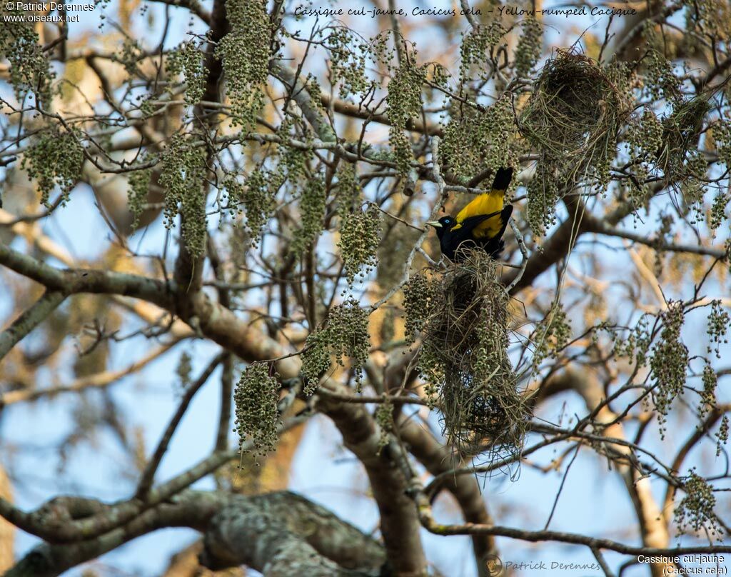 Cassique cul-jaune, identification, habitat, Nidification