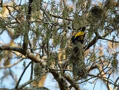 Yellow-rumped Cacique