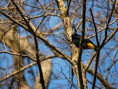 Yellow-rumped Cacique