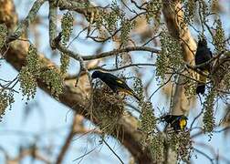 Yellow-rumped Cacique