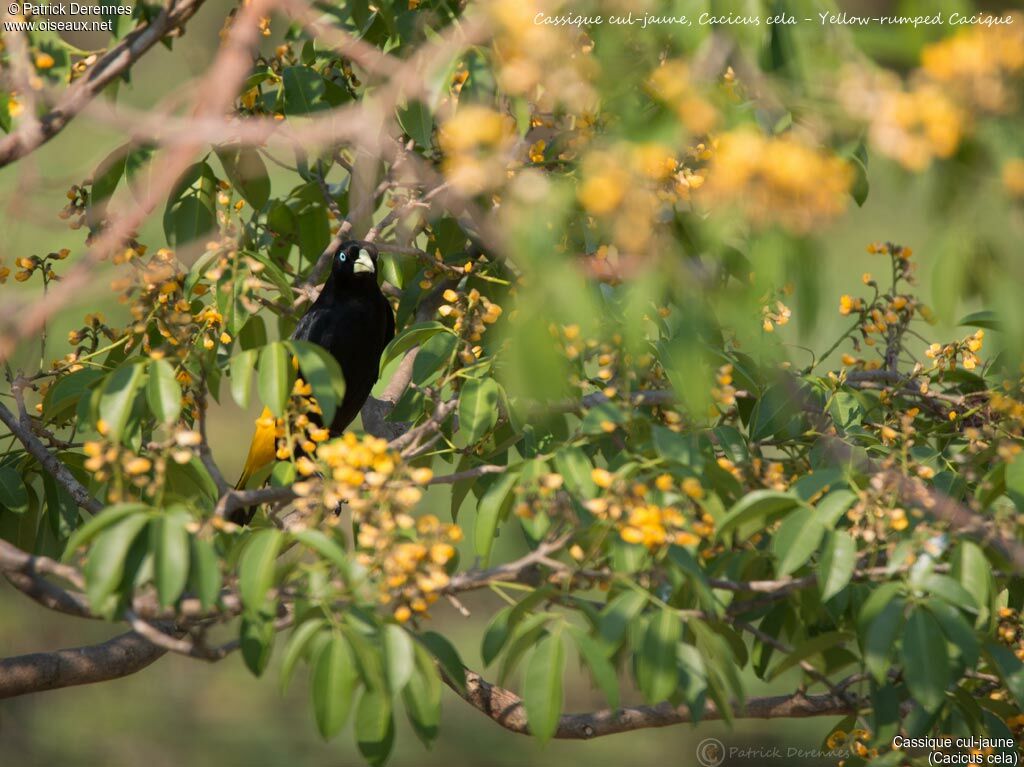 Yellow-rumped Cacique, identification, habitat