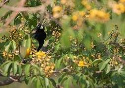 Yellow-rumped Cacique