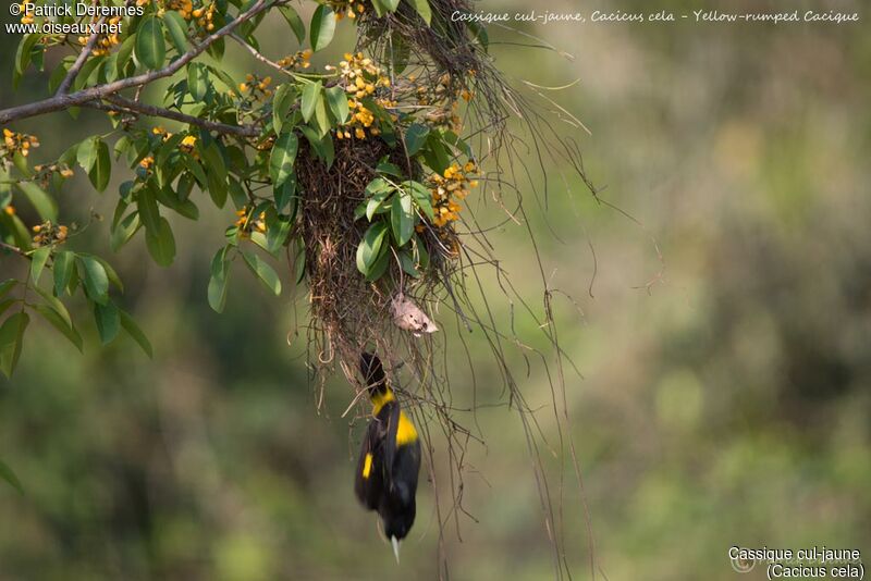 Yellow-rumped Cacique, identification, habitat, Reproduction-nesting
