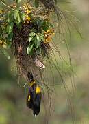 Yellow-rumped Cacique