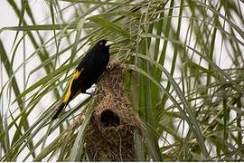 Yellow-rumped Cacique