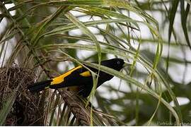 Yellow-rumped Cacique