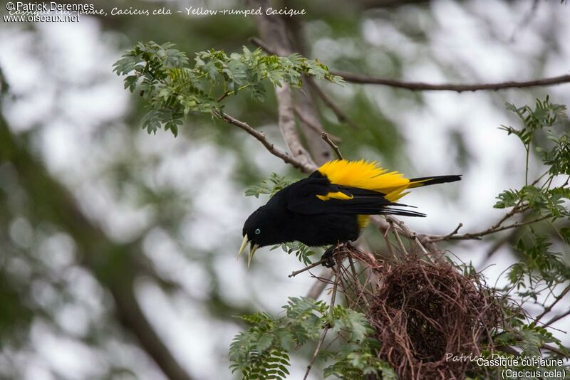 Yellow-rumped Cacique, identification, habitat, courting display, Reproduction-nesting, song