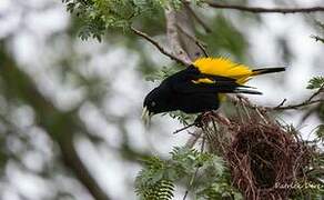 Yellow-rumped Cacique