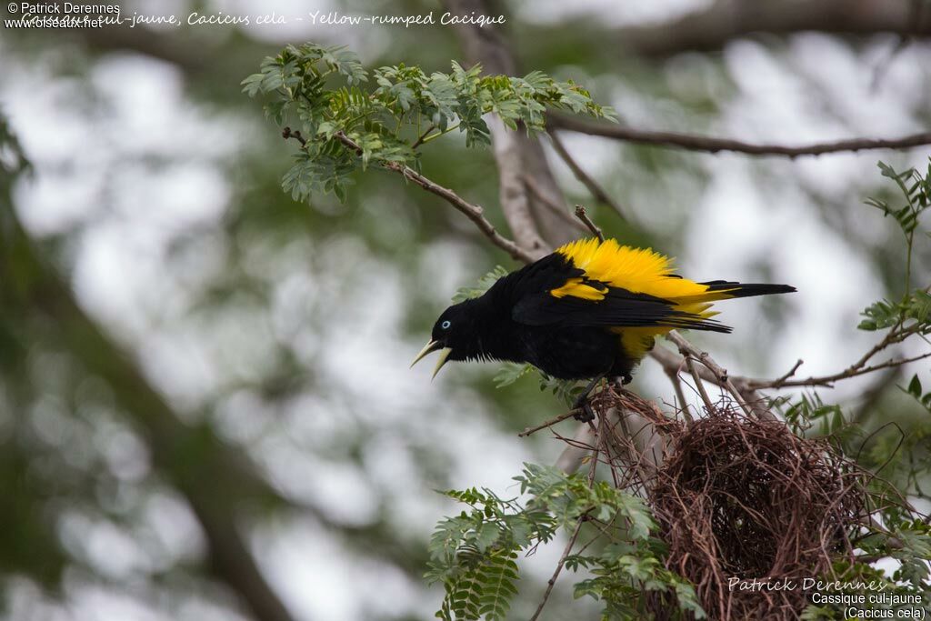 Cassique cul-jaune, identification, habitat, parade, Nidification, chant