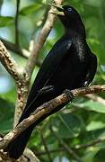 Red-rumped Cacique