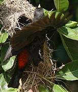 Red-rumped Cacique