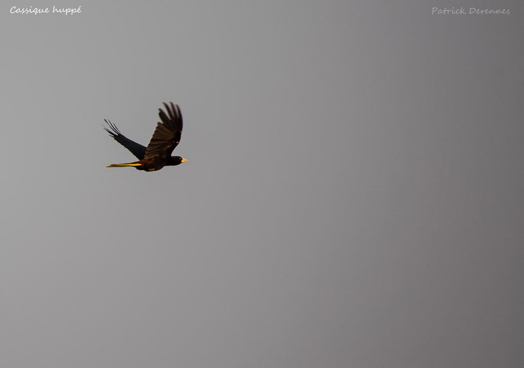 Crested Oropendola, identification, habitat, Flight