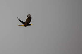 Crested Oropendola