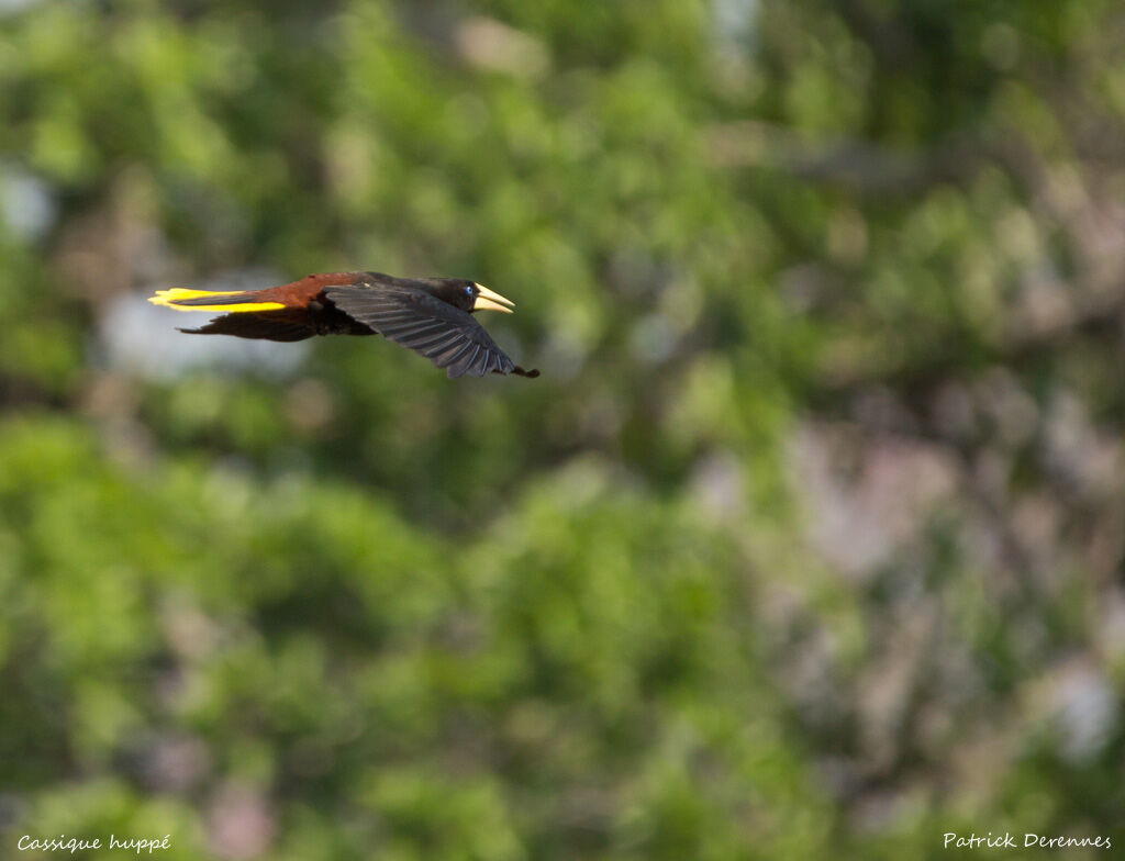 Crested Oropendola, identification, habitat, Flight