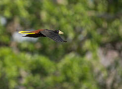 Crested Oropendola