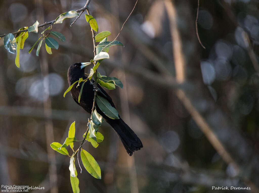 Solitary Caciqueadult, habitat, pigmentation