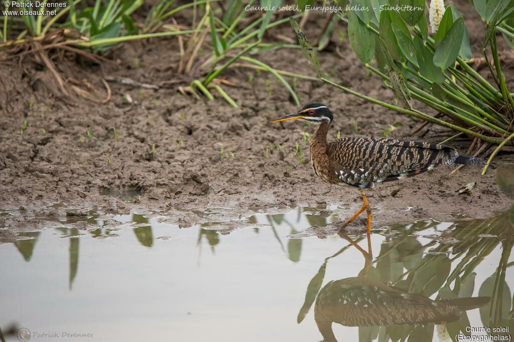 Sunbittern, identification, habitat