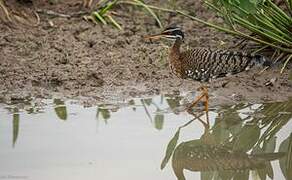 Sunbittern