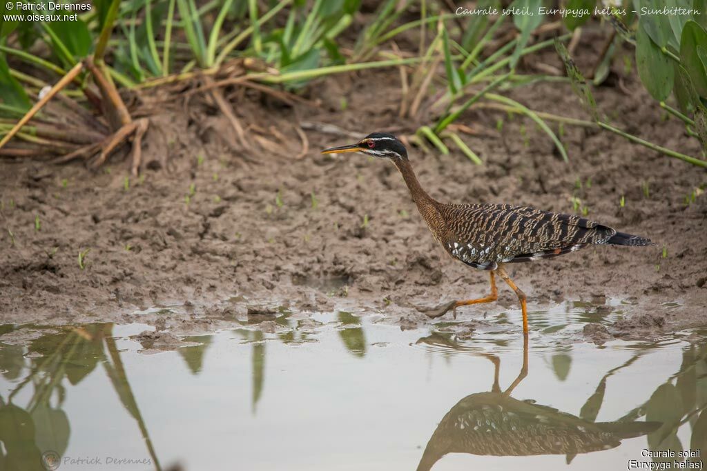 Sunbittern, identification, habitat