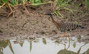 Sunbittern