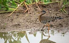 Sunbittern