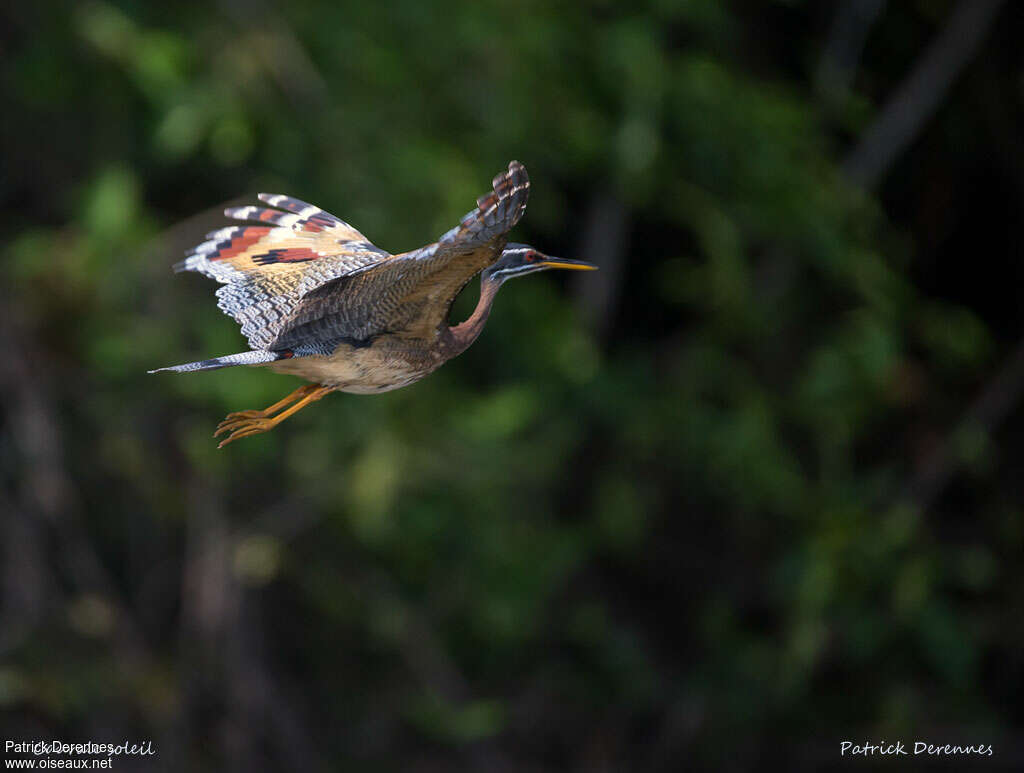 Sunbitternadult, Flight