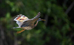 Sunbittern