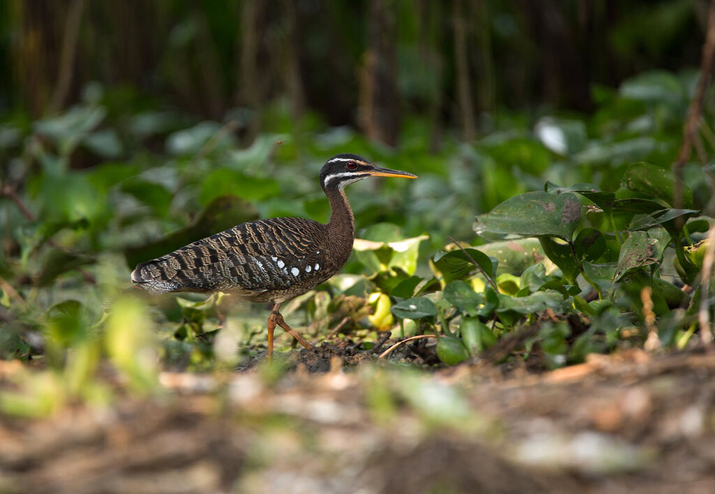 Sunbittern, habitat