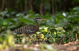 Sunbittern