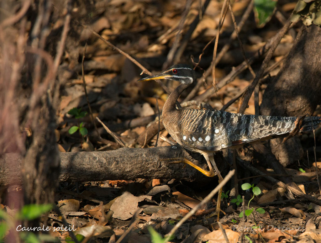 Caurale soleil, identification, habitat, marche