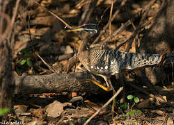 Sunbittern