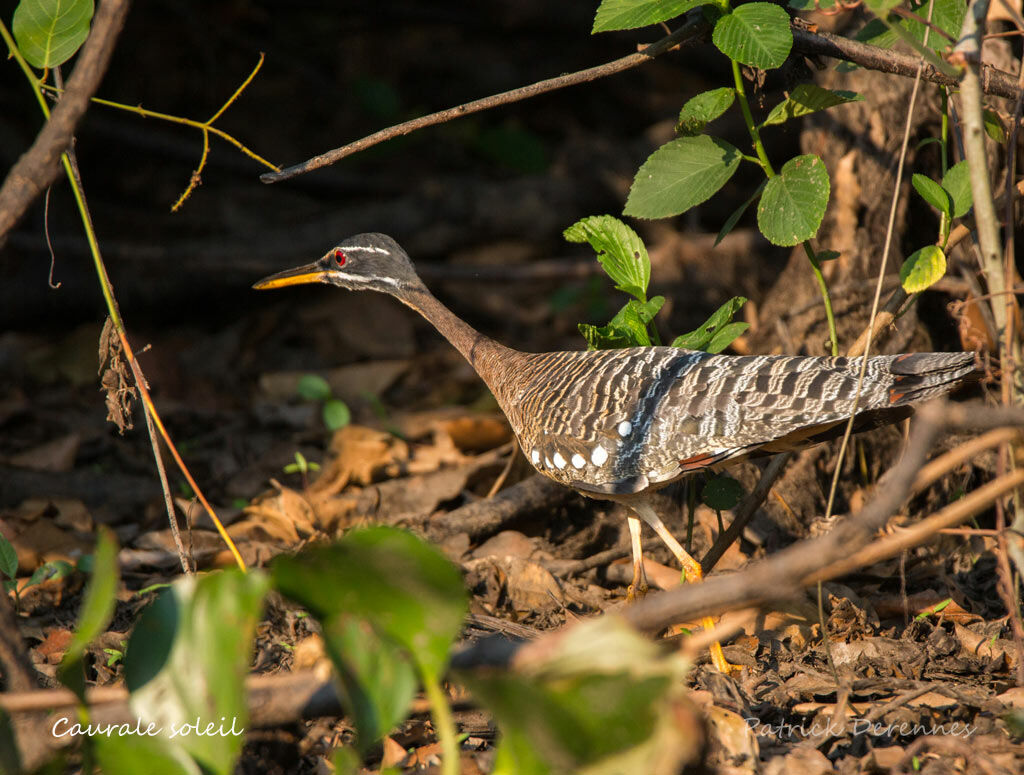 Sunbittern, identification, habitat, walking