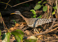 Sunbittern