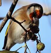 Chardonneret élégant