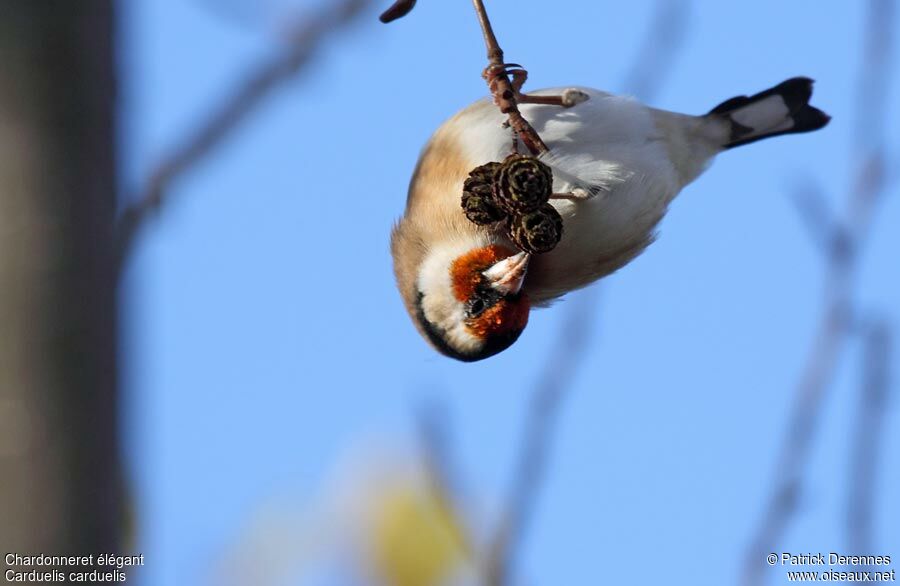 European Goldfinchadult, identification, feeding habits, Behaviour