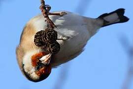 European Goldfinch