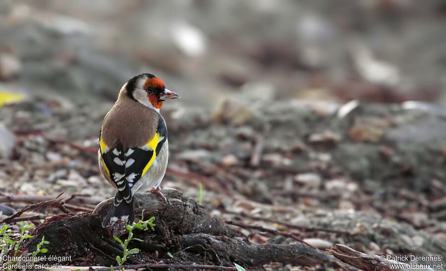 European Goldfinchadult, identification