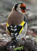 European Goldfinch