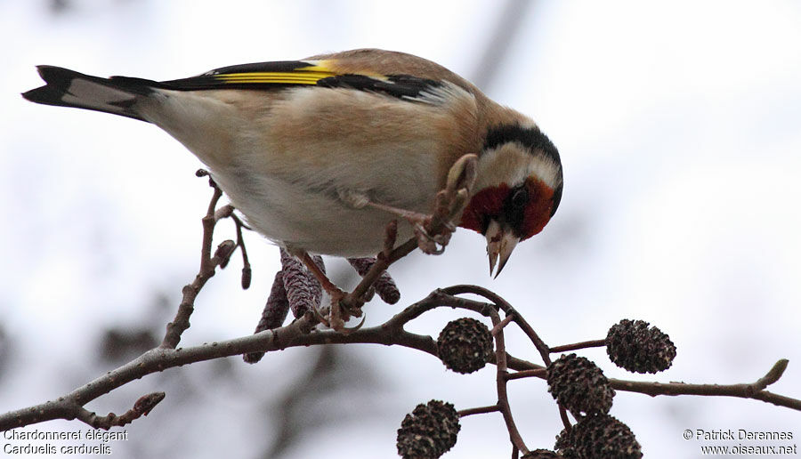 European Goldfinchadult post breeding, identification