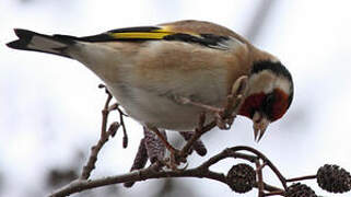 European Goldfinch