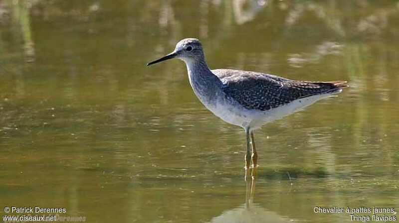 Lesser Yellowlegs