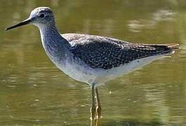 Lesser Yellowlegs